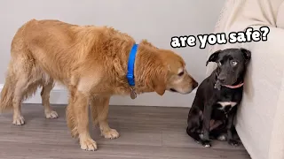 Golden Retriever Meets Rescue Puppy Who's Been Scared Her Whole Life