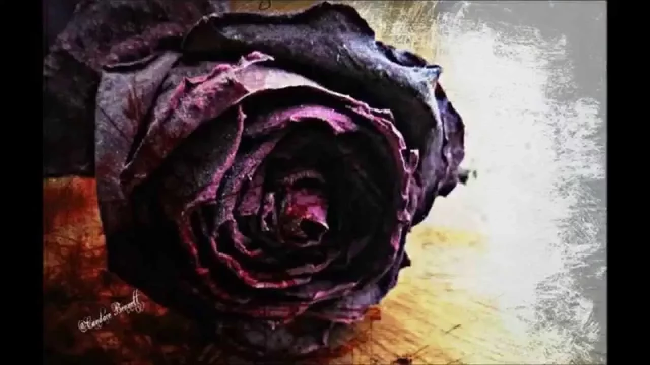 Rambling Rose - Sung By Nat King Cole Rambling Rose - Sung By Nat King Cole