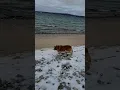 365 Mishigama Corgi Michigan Adventures