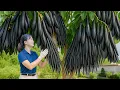 Download Lagu Harvesting Cassia Fruits \u0026 Go To Market Sell - Make Tofu Wrapped in Wild Betel Leaf | Lý Tiểu Luyến