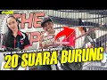 Download Lagu GELO‼️ 20 SUARA BURUNG BERBEDA SEKALIGUS