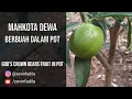 Lagu Mahkota Dewa Bisa Berbuah Dalam Pot