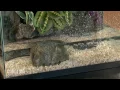 Download Lagu How to Set Up a River Tank in your Classroom