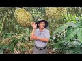 Download Lagu Hội nhóm thương lái mua sầu riêng - bà con chú ý