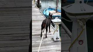#fyp #dream #pets #doberman #vlog