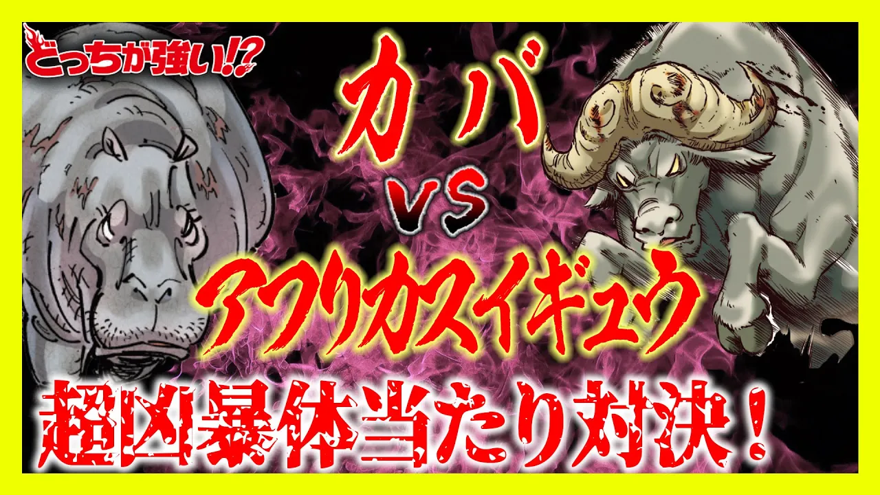 【どっちが強い】カバとアフリカスイギュウが対決!超凶暴なぶつかり合い!勝つのはどっちだ!?【漫画】
