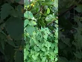 Download Lagu Maglinis tayo sa ating garden. Kukunin natin ang mga nalalantang mga dahon.