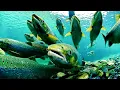 Download Lagu SAAT MUSIM BERTELUR JUTAAN IKAN SALMON BERMIGRASI DARI LAUT KE HULU SUNGAI