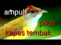 Download Lagu suara pikat kapas tembak,di alam liar sangat ampuh