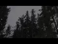 Strong Howling Wind Sound 2 Hours / Swaying Spruce Trees in The Wind