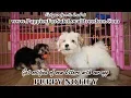 YORKITON PUPPIES FOR SALE GEORGIA LOCAL BREEDERS GWINNETT COUNTY GA