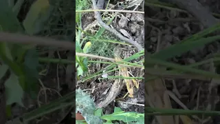 No mantis were harmed in this video 🤣🐾💜 . #fyp #dream #doberman #pets #youtube