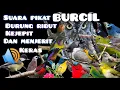 Download Lagu suara pikat burung kecil yang susah turun|| kutilang ribut dan burung kejepit.#mp3pikat #caramikat
