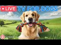24 Hours of Dog TV Calming Music for Dog Sleep Soothing Music for Dog Anxiety and Stress Relief