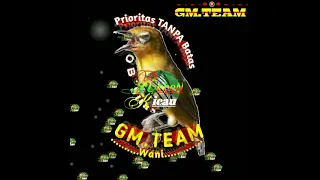 Download Masteran Pleci - Tembakan wit Wit sambung Breennn Ciblek MP3