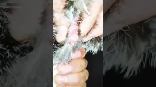 سحب سائل التلقيح من ديك الدجاجPulling The Chicken Insemination Fluid 