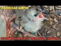 Download Lagu Suara Anak Trucukan Untuk Pikat, jernih dan ampuh
