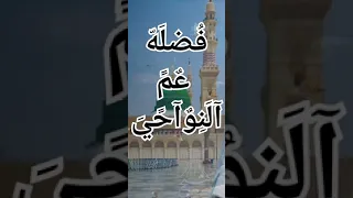 روضة الهادي نبينا تفرح القلب الحزين   دندنها