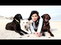 3 LABMARANER DOGS Beauties or beasts