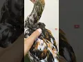 Download Lagu ไก่ทองที่สวยงาม | Beautiful Golden Chicken | Adipura Farm