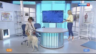 «Вести Здоровье», канистерапия (эфир от 20 мая 2021 года)