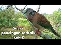 Lagu Suara Tekukur besar  kuk 2 Naik Ranting..Full Gacor ...