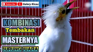 kombinasi suara full isian jalak putih gacor terbaik masteran burung juara