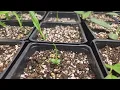 Liatris spicata Dense Blazing Star at 5 weeks 2 to 4 wks sprouted transplanted to 4 pots