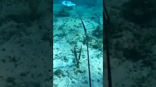 Getting dragged by a powerful permit. Some great dinners to follow!