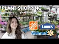 Big Box Plant Shopping What s New at Lowe s Home Depot and Walmart Febuary 2026