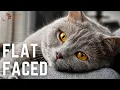 Meet the Cutest Flat-Faced Cat Breeds You ll Fall in Love With From Persians to Scottish Folds