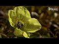 Day 19 of 24 Species of Christmas The Arctic Poppy Royal Society of Biology