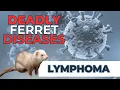 Deadly Ferret LYMPHOMA - What owners MUST know