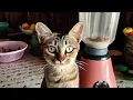 full cat blender