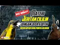 Download Lagu MASTERAN SOGON MATERI CILILIN MENJERIT!! #sogon #sogongacor #sogokotong #kicaumania