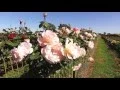 Wagner s Rose Nursery Kalangadoo South Australia