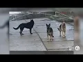 Abandoned dogs at Detroit s Rouge Park raise concerns as residents seek solutions