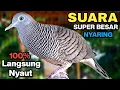 Perkutut Lokal Gacor Suara Kung Besar Pancingan Burung Perkutut Agar Bunyi.
