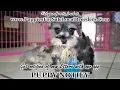 MINI SCHNAUZER PUPPIES FOR SALE GEORGIA LOCAL BREEDERS NEAR ATLANTA GA
