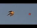 SC DOVE hunting with SHOTKAM
