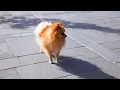 Pomeranian Breeder Interview Choosing the Right Puppy