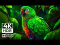 Download Lagu Jungle Animal Life 4K HDR 60FPS Dolby Vision | Cinematic Music (dynamic color)