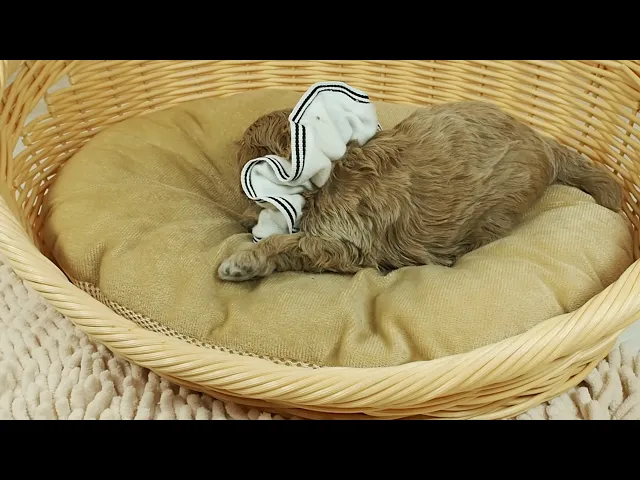 動画