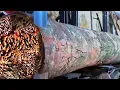 Download Lagu Penemuan Mengerikan di Dalam Kayu Raksasa Bayor di Sawmill