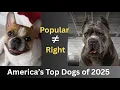AKC s 2025 Most Popular Dog Breeds Why Popularity Rankings Are Misleading