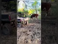 Download Lagu 🐂​ Rufus The Bull #rufusthebull #redford #koe #boerderij #landbouw #video #stier