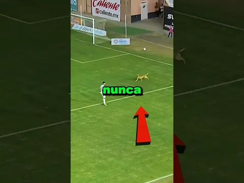 Nunca dejes que tu perro vea el mundial 😳😱 #shorts