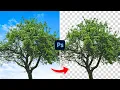 Select Any Tree in Photoshop FAST