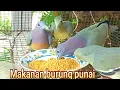 Download Lagu makanan burung punai