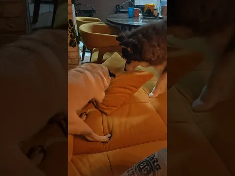 Двенадцать пстульев